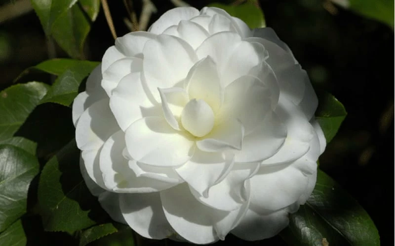 Alba Plena Camellia Japonica - 7 Gallon Pot (3-4') - Image 4