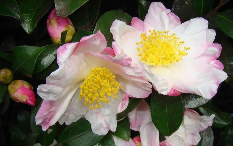 Apple Blossom Camellia Sasanqua - 3 Gallon Pot - Image 5