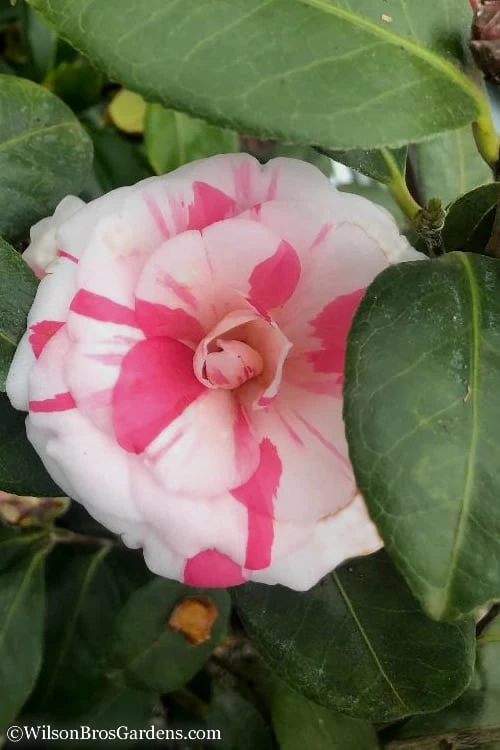April Dawn Cold Hardy Camellia Japonica - 5 Gallon Pot - Image 7