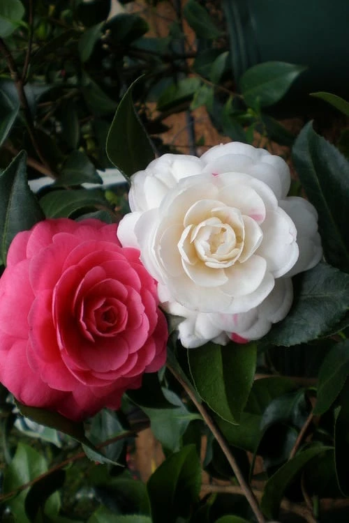 April Dawn Cold Hardy Camellia Japonica - 5 Gallon Pot - Image 4