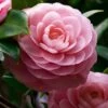 April Pink Cold Hardy Camellia Japonica - 3 Gallon Pot