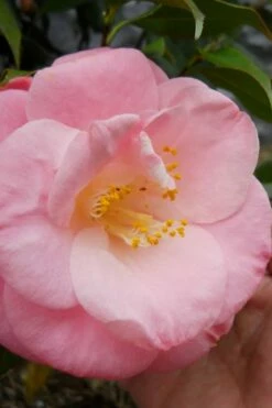 April Remembered Cold Hardy Pink Camellia Japonica - 3 Gallon Pot