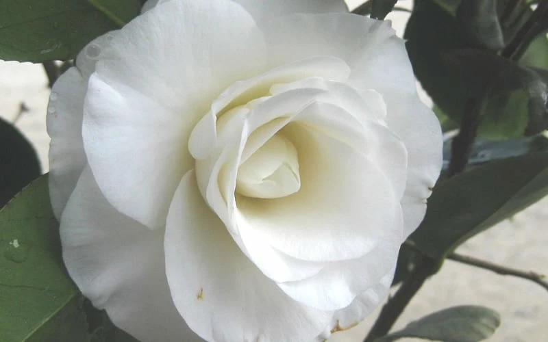 April Snow Camellia Japonica - 1 Gallon Pot - Image 6