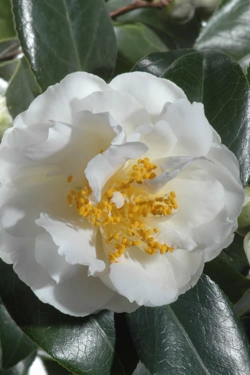 April Snow Camellia Japonica - 3 Gallon Pot - Image 4