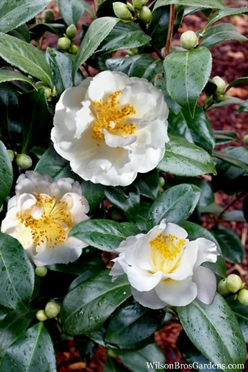 April Snow Camellia Japonica - 3 Gallon Pot - Image 5