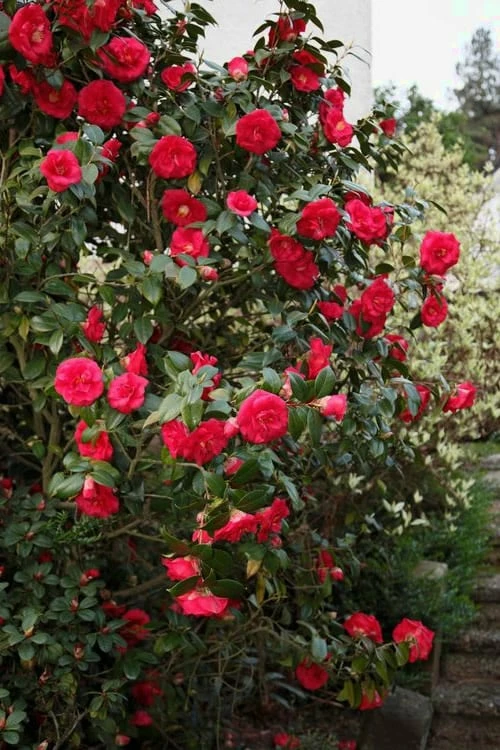April Tryst Camellia Japonica - 3 Gallon Pot - Image 4