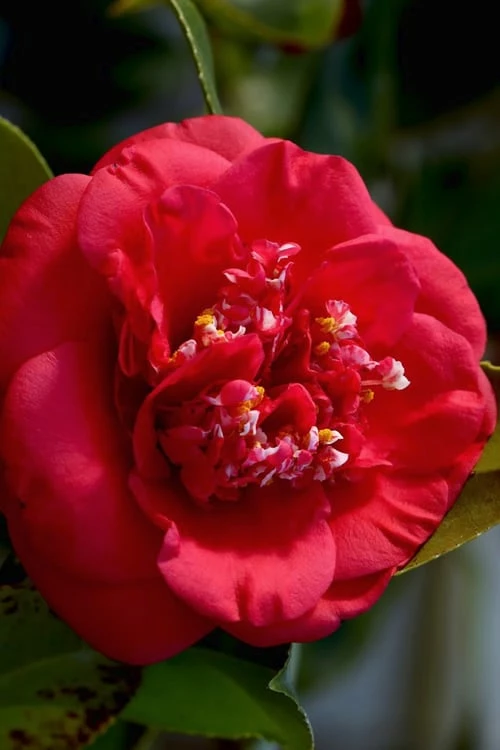 April Tryst Camellia Japonica - 2 Gallon Pot - Image 5