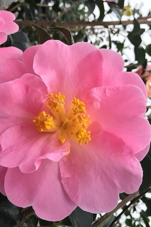 Arctic Dawn Cold Hardy Pink Camellia Hybrid - 1 Gallon Pot - Image 4