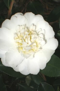 Autumn Rocket Camellia Sasanqua - 3 Gallon Pot