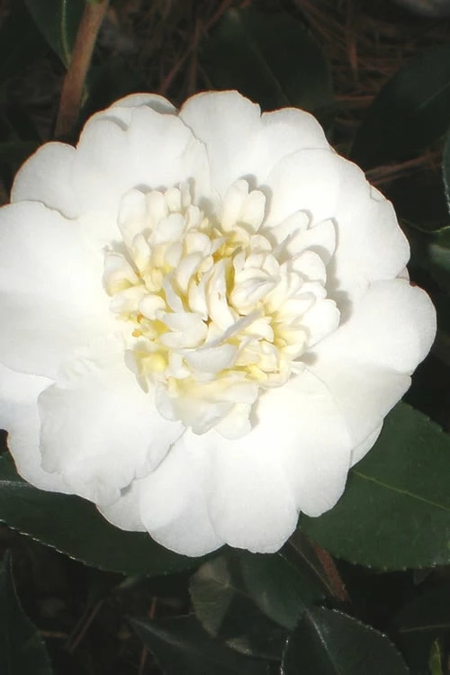 Autumn Rocket Camellia Sasanqua - 7 Gallon Pot (2.5-3')