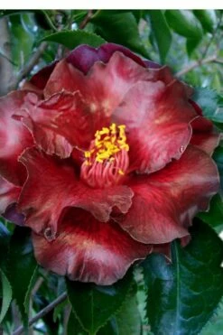 Black Magic Camellia Japonica - 1 Gallon Pot