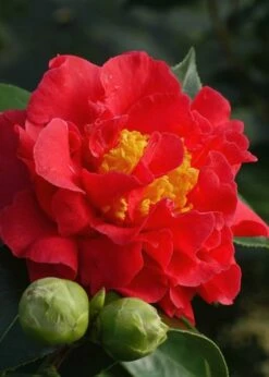 Blood Of China Fragrant Red Camellia Japonica - 3 Gallon Pot