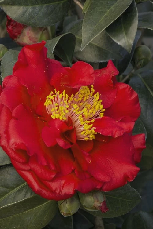 Bob Hope Camellia Japonica - 3 Gallon Pot - Image 4