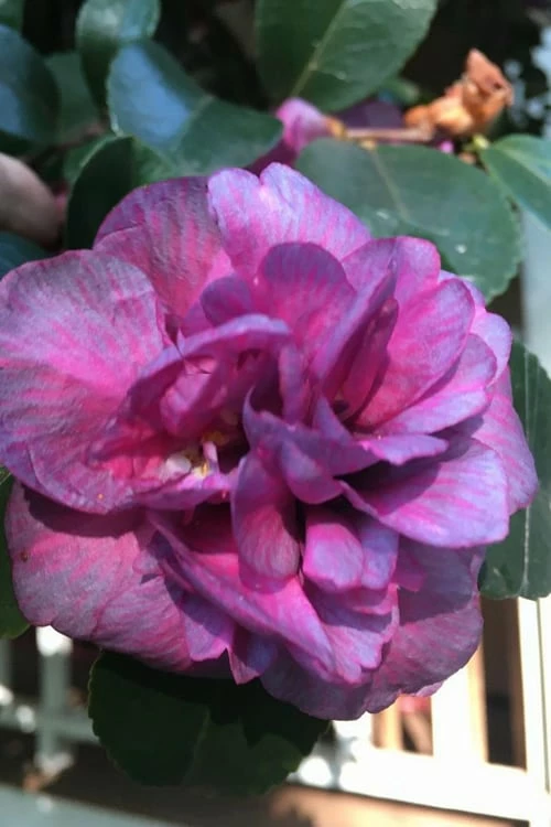 Bonanza Purple Camellia Sasanqua - 3 Gallon Pot - Image 6
