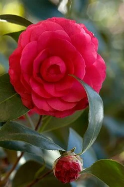 C. M. Hovey Camellia Japonica - 3 Gallon Pot