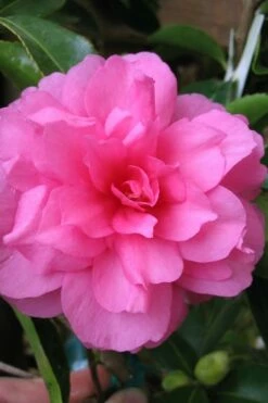 Chansonette Dwarf Weeping Camellia Sasanqua - 1 Gallon Pot