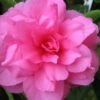 Chansonette Dwarf Weeping Camellia Sasanqua - 3 Gallon Pot