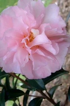 Cotton Candy Camellia Sasanqua - 6 Pack Of 1 Gallon Pots