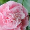 Debutante Pink Camellia Japonica - 3 Gallon Pot
