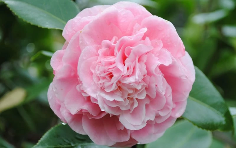 Debutante Pink Camellia Japonica - 6 Pack Of 1 Gallon Pots - Image 5