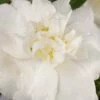 Diana Camellia Sasanqua - 1 Gallon Pot