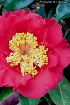 Dr. J.C. Raulston Camellia Japonica - 3 Gallon Pot