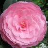 E.G. Waterhouse Camellia - Williamsii Hybrid - 3 Gallon Pot
