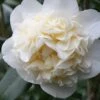 Fifth Avenue White Camellia Japonica - 1 Gallon Pot