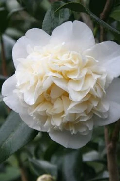 Fifth Avenue White Camellia Japonica - 3 Gallon Pot