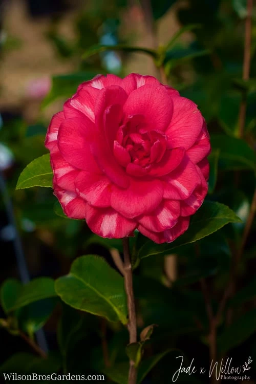 Glen 40 Camellia Japonica - 3 Gallon Pot - Image 5
