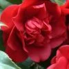 Governor Mouton Red Camellia Japonica - 3 Gallon Pot