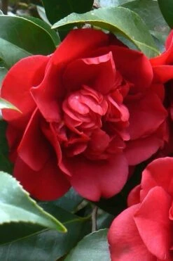 Governor Mouton Red Camellia Japonica - 3 Gallon Pot