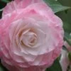 Grace Albritton Camellia Japonica - 3 Gallon Pot