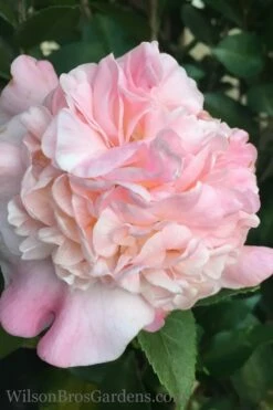 High Fragrance Camellia Hybrid - 1 Gallon Pot