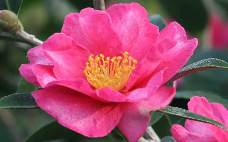 Kanjiro Camellia Sasanqua - 7 Gallon Pot (2-3') - Image 4