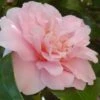 King's Ransom Camellia Japonica - 3 Gallon Pot