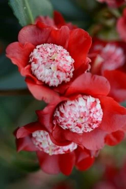 Lipstick Red Camellia Japonica - 3 Gallon Pot