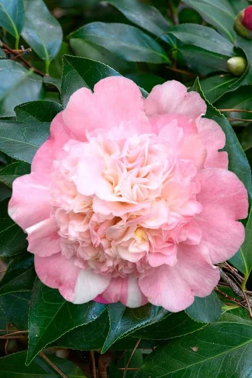 Look Again Camellia Japonica - 1 Gallon Pot - Image 5