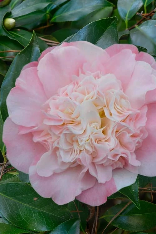 Look Again Camellia Japonica - 1 Gallon Pot