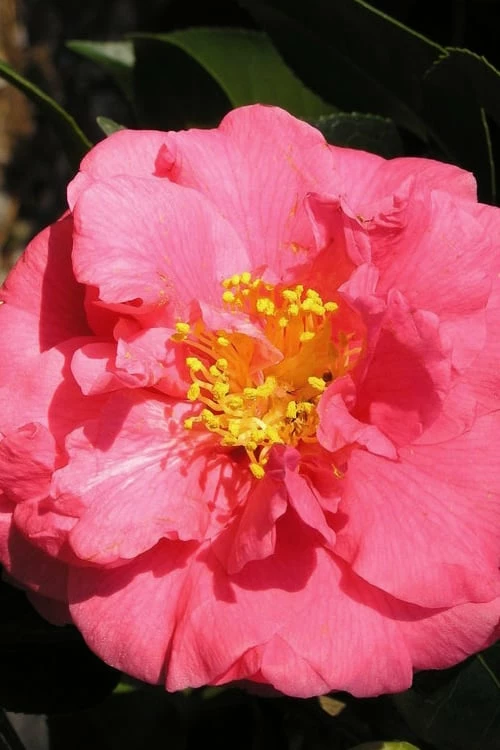 Maidens Of Great Promise Camellia - Japonica - 3 Gallon Pot - Image 4