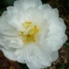 Mine No Yuki Camellia Sasanqua - 1 Gallon Pot