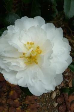 Mine No Yuki Camellia Sasanqua - 1 Gallon Pot