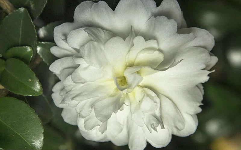 October Magic Ivory Camellia - 1 Gallon Pot - Image 4