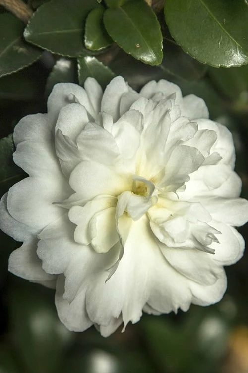 October Magic Ivory Camellia - 1 Gallon Pot