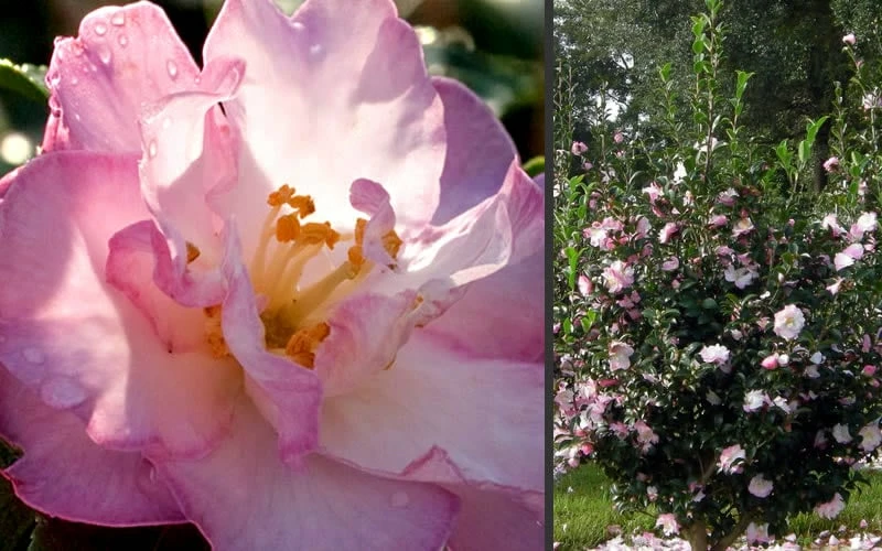 October Magic Orchid Camellia - 1 Gallon Pot - Image 4