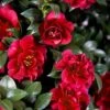 October Magic Ruby Camellia - 7 Gallon Pot