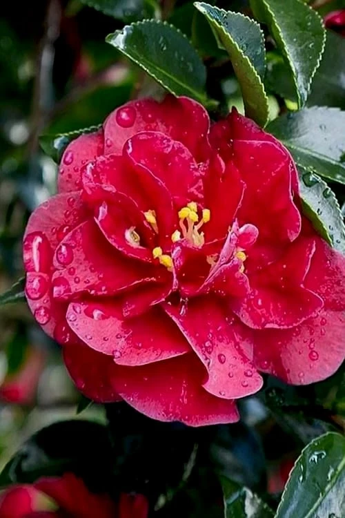 October Magic Ruby Camellia - 1 Gallon Pot - Image 4