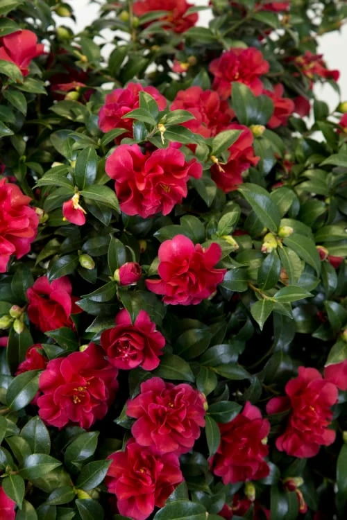 October Magic Ruby Camellia - 1 Gallon Pot - Image 5