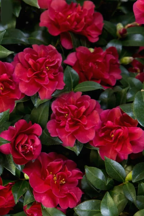 October Magic Ruby Camellia - 1 Gallon Pot - Image 6