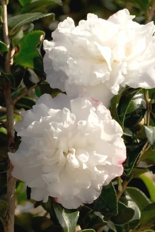 October Magic Snow Camellia - 2 Gallon Pot - Image 4